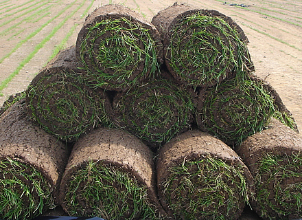 RollsofTurf RollsofTurf