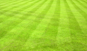 weed_treated_turf weed_treated_turf